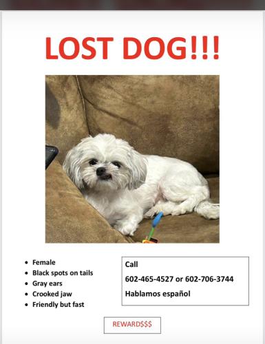 Lost Female Dog last seen Near ave and camelback , Glendale, AZ 85303