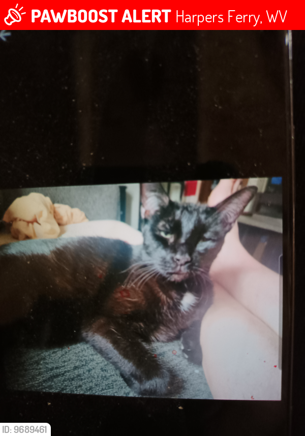 Lost Male Cat last seen Mountain Top Trail, Harpers Ferry, wv, Harpers Ferry, WV 25425