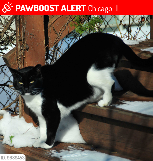 Lost Male Cat last seen Sawyer & Balmoral, Chicago, IL 60625