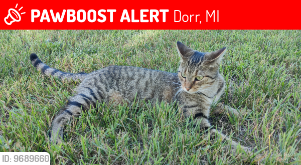 Lost Female Cat last seen Walnut st and Cedar st, Dorr, MI 49323