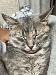Reunited Female Cat last seen Futbol Ct & Captain Dr in newpost, New Post, VA 22408