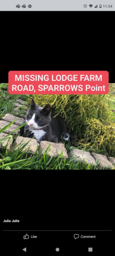 Lost Female Cat last seen Near , Edgemere, MD 21219