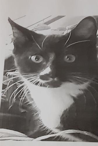 Lost Male Cat last seen N Taylor St, Nampa, ID, Nampa, ID 83687