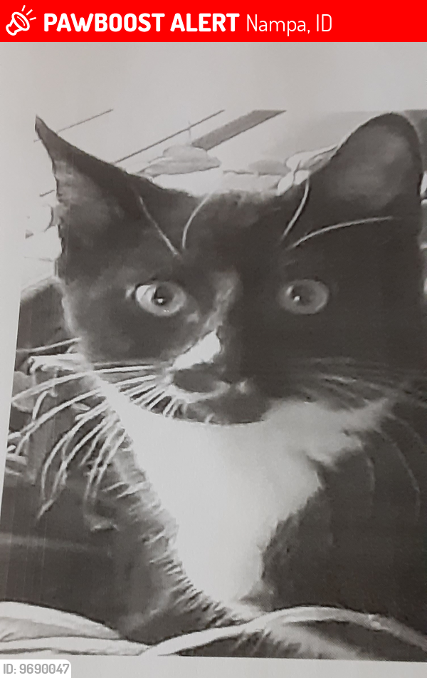 Lost Male Cat last seen N Taylor St, Nampa, ID, Nampa, ID 83687