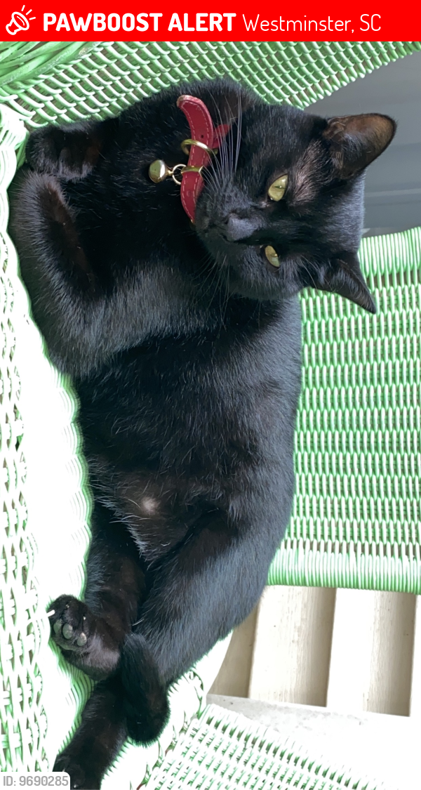 Westminster, SC Lost Female Cat, Randa Is Missing PawBoost