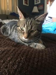 Lost Male Cat last seen Timonium road and Hammen ave, Timonium, MD 21093