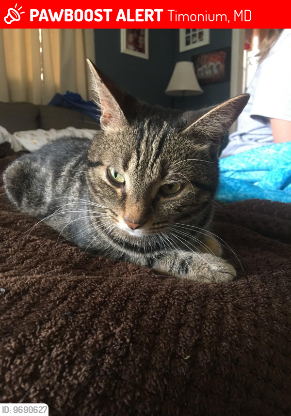 Lost Male Cat last seen Timonium road and Hammen ave, Timonium, MD 21093
