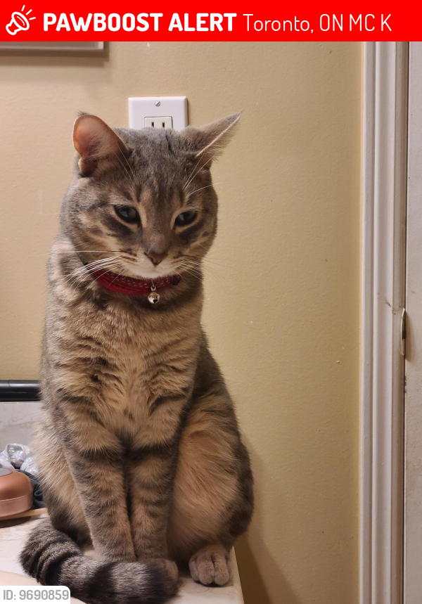 Lost Male Cat last seen Near Maberley Crescent, Toronto, ON M1C 3K8