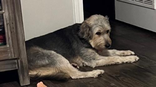 Lost Female Dog last seen FM 1092 and Lexington , Stafford, TX 77477