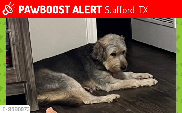 Lost Female Dog last seen FM 1092 and Lexington , Stafford, TX 77477
