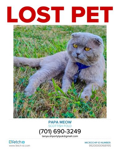 Lost Male Cat last seen Ferndale wa, Ferndale, WA 98248