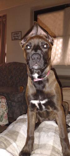 Lost Female Dog last seen Western heights Knoxville tennessee , Knoxville, TN 37921