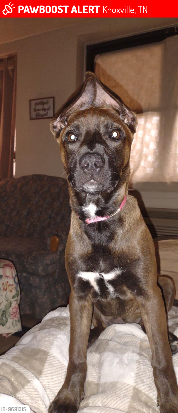 Lost Female Dog last seen Western heights Knoxville tennessee , Knoxville, TN 37921