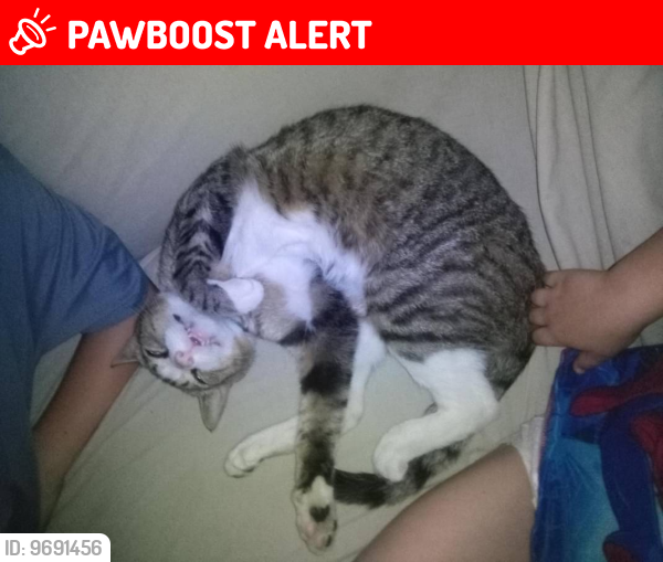Lost Male Cat last seen Clydesdale community park,  Windsor va, Isle of Wight County, VA 23487