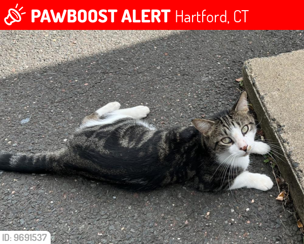 Lost Male Cat last seen Park Terrace/ Ward Street/ Zion Street, Hartford, CT 06106