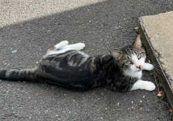 Lost Male Cat last seen Fern street, nearby the Morley School, West Hartford, CT 06119