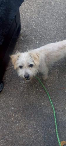 Lost Male Dog last seen Jenny Lane porter tx, Porter, TX 77365