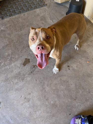Lost Male Dog last seen 43rd Ave and Thomas, Phoenix, AZ 85009