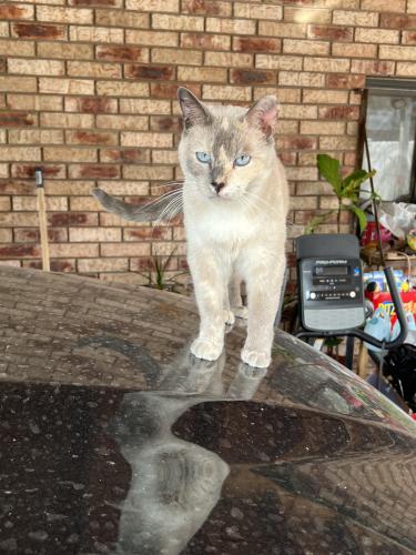 Lost Female Cat last seen Edith NE & Marble NE, Albuquerque, NM 87102
