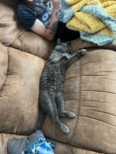 Lost Male Cat in Lee's Summit, MO 64064 Named Taco (ID: 8651713