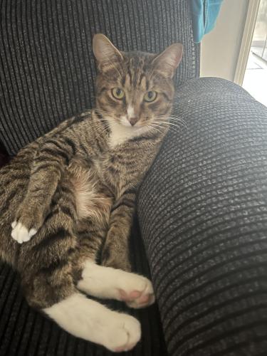 Lost Male Cat last seen The campions, Hertfordshire, England WD6 5QD