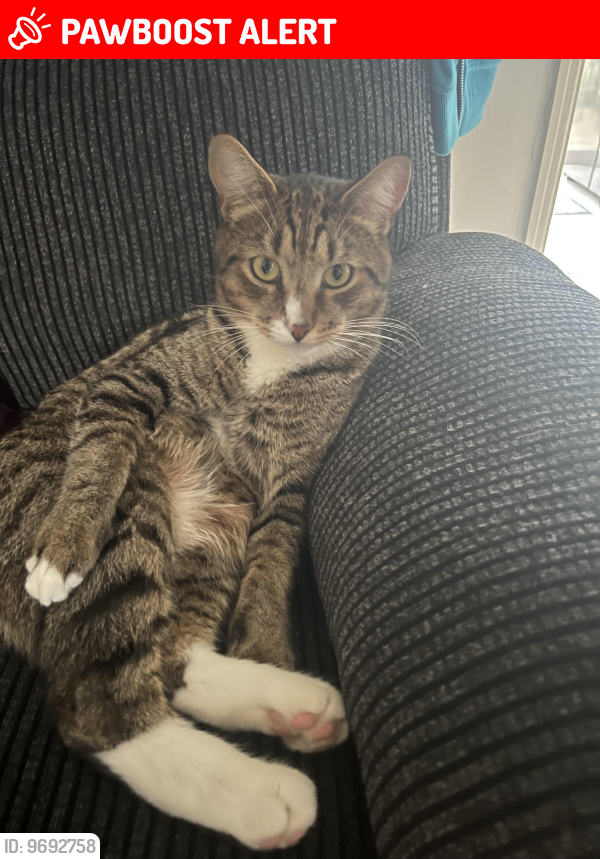 Lost Male Cat last seen The campions, Hertfordshire, England WD6 5QD