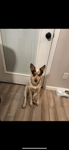 Lost Female Dog last seen I40 and Hwy 6 los lunas , Albuquerque, NM 87104