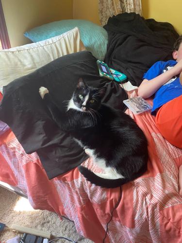 Lost Male Cat last seen Brownsville and Bristol Rd, Feasterville-Trevose, PA 19053