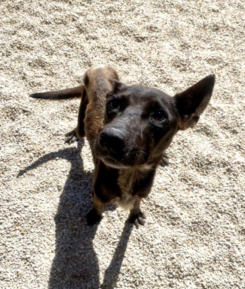 Shelter Stray Male Dog last seen Near Cypress St, 70356 - Gibson, LA, Gray, LA 70359