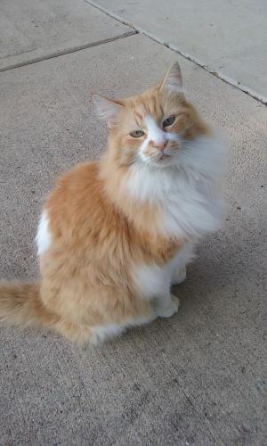 Lost Male Cat last seen Richmond Avenue, Houston, TX 77082