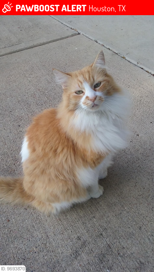 Lost Male Cat last seen Richmond Avenue, Houston, TX 77082
