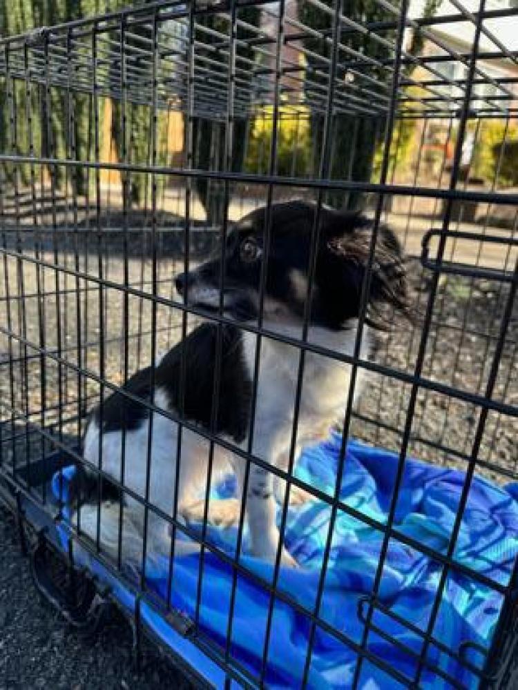 Shelter Stray Unknown Dog last seen Arlington, VA, 22205, Fairfax Dr, Arlington, VA, Fairfax, VA 22032