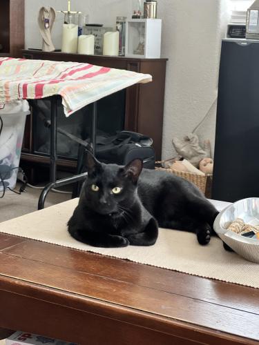 Lost Male Cat last seen Dunhill and St James, Albuquerque, NM 87121