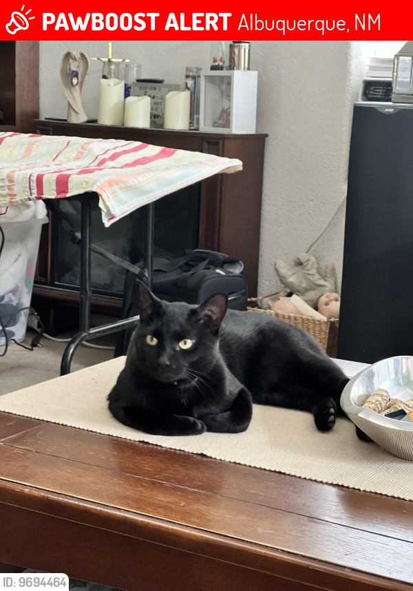 Lost Male Cat last seen Dunhill and St James, Albuquerque, NM 87121