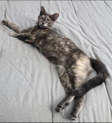Lost Female Cat last seen W Axton Rd, Ferndale, WA 98248