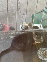 Reunited Unknown Cat last seen Seen on Southridge  Ln near cross street Northridge Ln , North College Hill, OH 45231