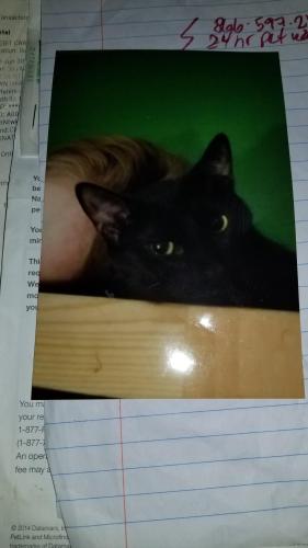 Lost Male Cat last seen Judson And wood, Bensenville, IL 60106