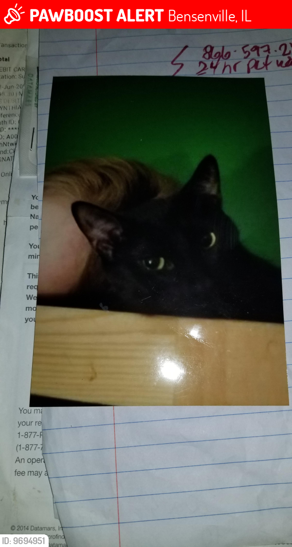 Lost Male Cat last seen Judson And wood, Bensenville, IL 60106