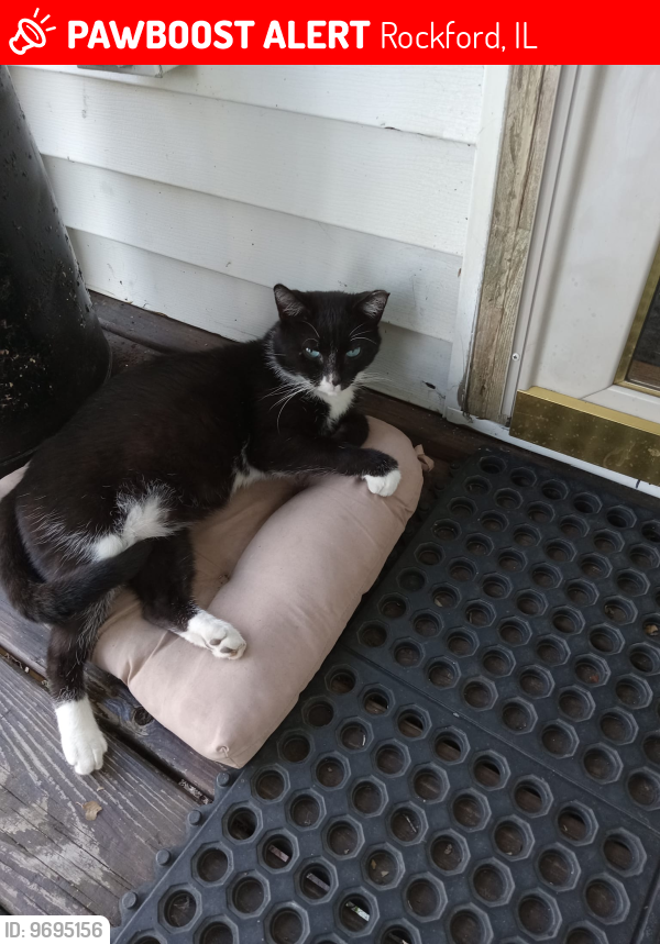 Lost Male Cat last seen Cunningham st and South Winnebago St, Rockford, IL 61102