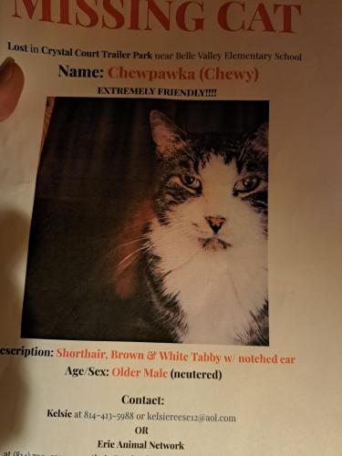 Lost Male Cat last seen Belle valley , Erie, PA 16509