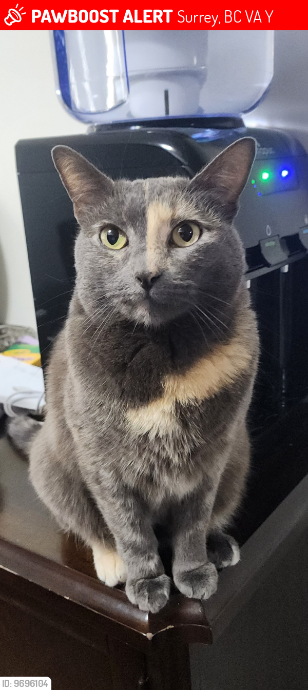 Lost Female Cat last seen Near st 96 ave, Surrey, BC V4A 9Y3