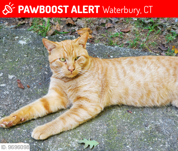 Lost Male Cat last seen Pine St. Frederick St  Kellogg Woodlawn, Waterbury, CT 06710