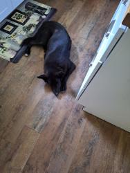 Reunited Male Dog last seen Ruritan and Poland Hollow Rd Harriman,TN, Harriman, TN 37748