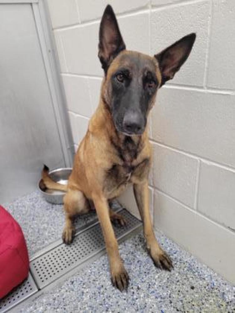 Shelter Stray Female Dog last seen Near CALION, 70812, LA, Baton Rouge, LA 70820
