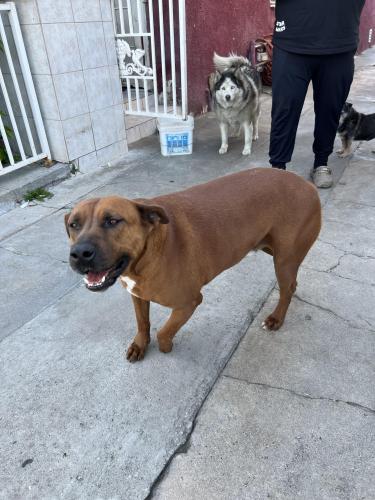 Lost Male Dog last seen Lima st and 45th st , Los Angeles, CA 90011