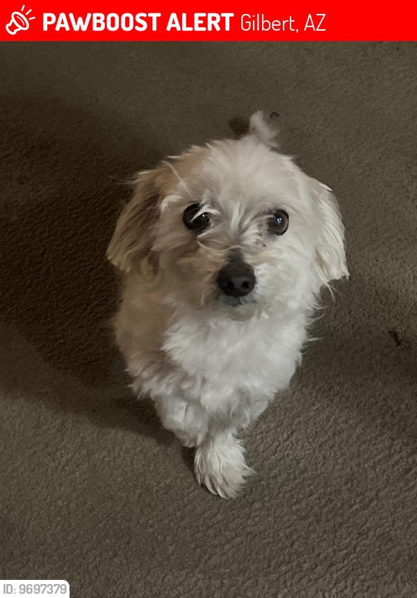 Lost Male Dog last seen on higley between baseline and Guadalupe, Gilbert, AZ 85234