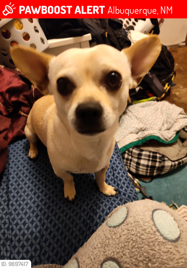 Lost Male Dog last seen Phillip Rd  and Owen Rd SW 87121, Albuquerque, NM 87121