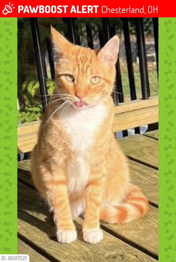 Lost Male Cat last seen Mayfield Rd between Heath Rd & Sperry Rd - Sunnybrook area, Chesterland, OH 44026