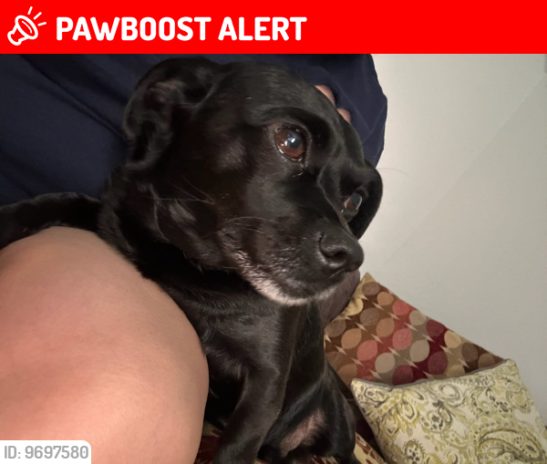 Lost Male Dog last seen Near Rockbridge count , Gwinnett County, GA 30093
