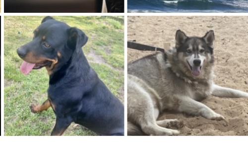 Lost Female Dog last seen Burmaster dr , two notch and Clemson rd, Columbia, SC 29229